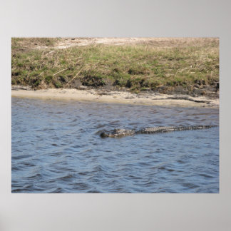 Alligator in der Wasserdruckmaschine Poster