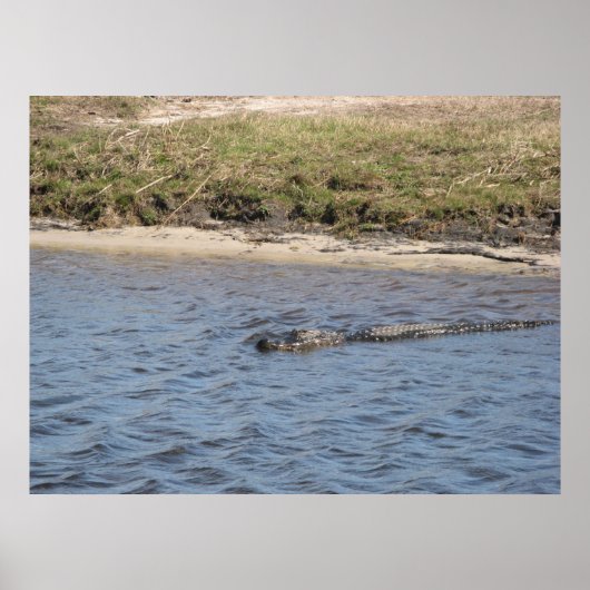Alligator in der Wasserdruckmaschine Poster (Vorne)