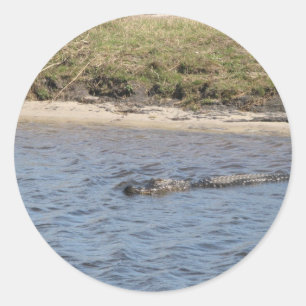 Alligator in der Wasserflorida Runder Aufkleber
