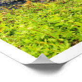 Alligator in Everglades National Park, Florida Poster (Ecke)