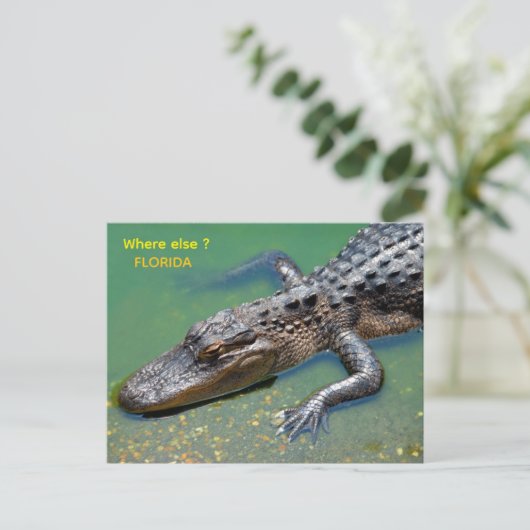 Alligator in Florida Postkarte (Stehend Vorderseite)