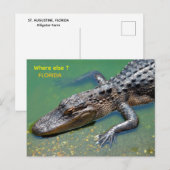 Alligator in Florida Postkarte (Vorne/Hinten)