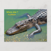 Alligator in Florida Postkarte (Vorderseite)