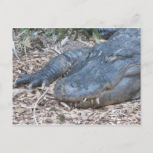 Alligator in seinem natürlichen Lebensraum Postkarte