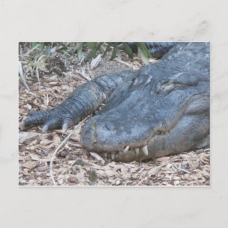 Alligator in seinem natürlichen Lebensraum Postkarte