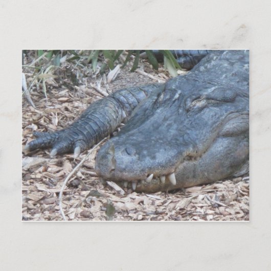 Alligator in seinem natürlichen Lebensraum Postkarte (Vorderseite)