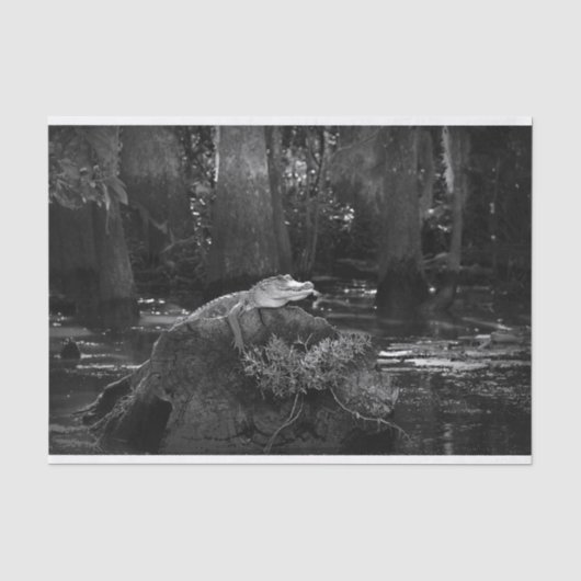 Alligator in Sumpf | Schwarzweiss Seidenpapier (Vorderseite)