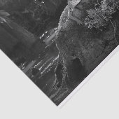 Alligator in Sumpf | Schwarzweiss Seidenpapier (Ausschnitt)