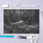 Alligator in Sumpf | Schwarzweiss Seidenpapier (Handwerk)