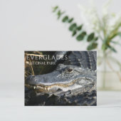 Alligator lächelt von Marsh, Everglades NP Postkarte (Stehend Vorderseite)