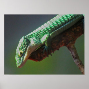 Alligator Lizard Poster