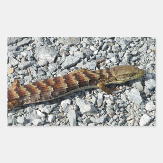Alligator Lizard Stickers (Vorderseite)