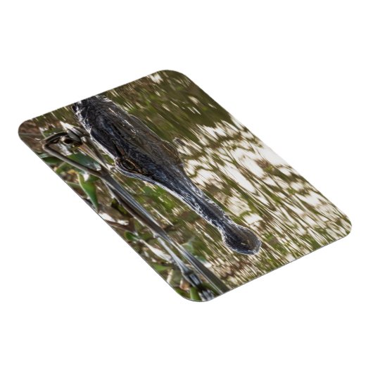 Alligator Lurking in Sumpfgewässern Magnet (Rechte Seite)
