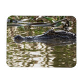 Alligator Lurking in Sumpfgewässern Magnet (Horizontal)