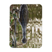 Alligator Lurking in Sumpfgewässern Magnet (Vertikal)