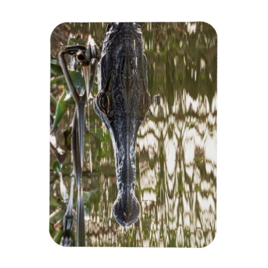 Alligator Lurking in Sumpfgewässern Magnet (Vertikal)
