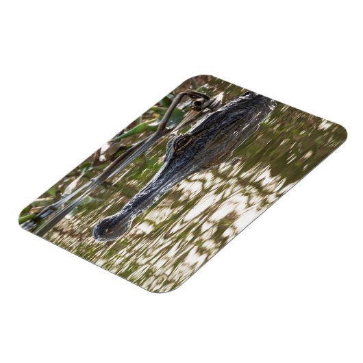 Alligator Lurking in Sumpfgewässern Magnet (Linke Seite)