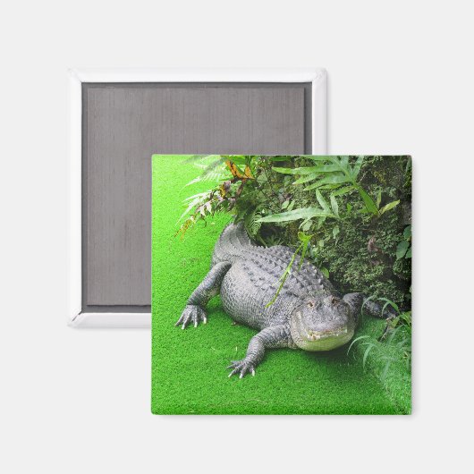 Alligator Magnet (Vorderseite/Rückseite)