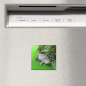 Alligator Magnet (In Situ (Geschirrspüler))