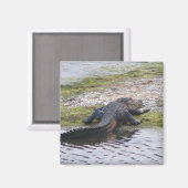 Alligator Magnet (Vorderseite/Rückseite)