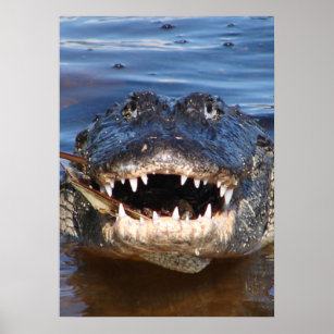 Alligator Mississipiensis Poster