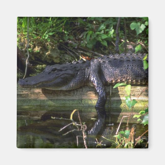Alligator Nachmittag, Everglades, Florida Magnet (Vorne)