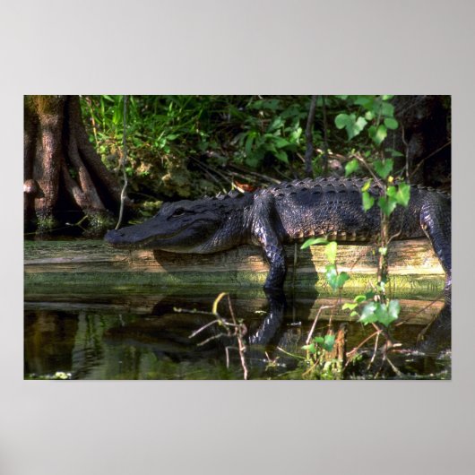 Alligator Nachmittag, Everglades, Florida Poster (Vorne)