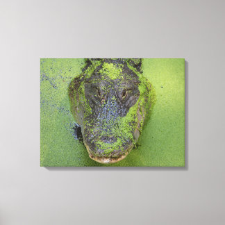Alligator Nahes Foto, Naturdrucke Leinwanddruck