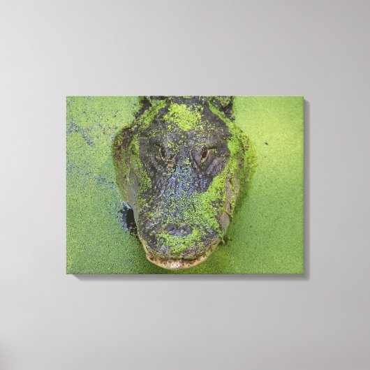 Alligator Nahes Foto, Naturdrucke Leinwanddruck (Vorderseite)