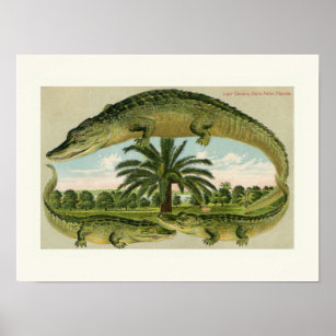 Alligator Palm Tree Small Print Poster