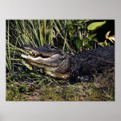 Alligator Portrait Poster Print (Vorne)