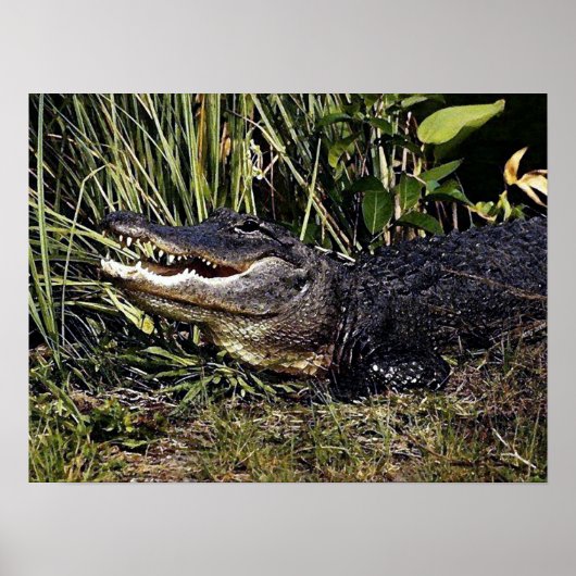 Alligator Portrait Poster Print (Vorne)
