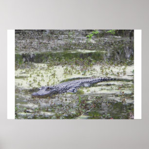 Alligator Poster