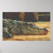 Alligator Poster (Vorne)