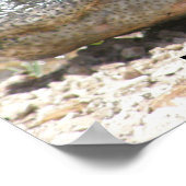 ALLIGATOR POSTER (Ecke)