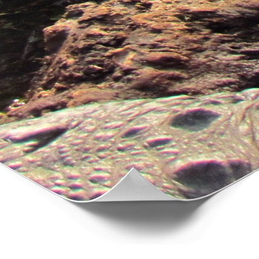 Alligator Poster (Ecke)