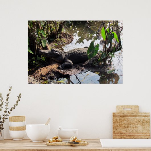 Alligator Poster (Küche)