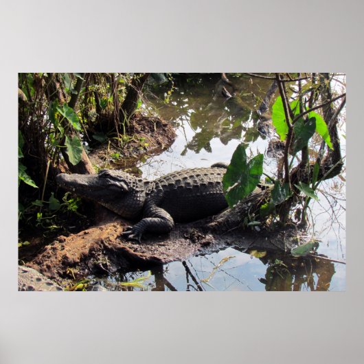 Alligator Poster (Vorne)
