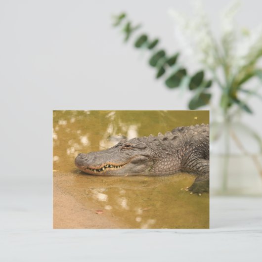 Alligator Postkarte (Stehend Vorderseite)
