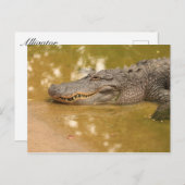 Alligator Postkarte (Vorne/Hinten)