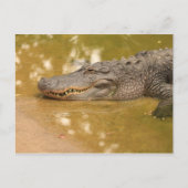 Alligator Postkarte (Vorderseite)