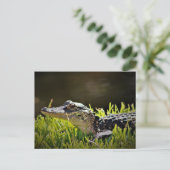 Alligator Postkarte (Stehend Vorderseite)