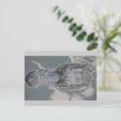 Alligator Postkarte (Stehend Vorderseite)