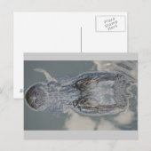 Alligator Postkarte (Vorne/Hinten)