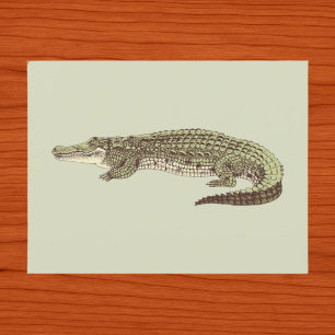 Alligator Postkarte