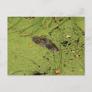 Alligator Postkarte