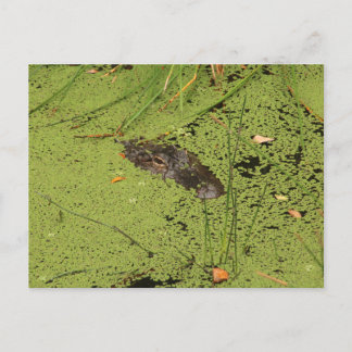 Alligator Postkarte