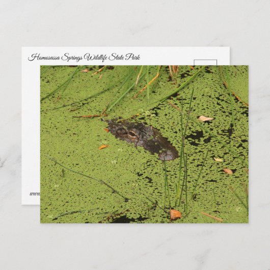 Alligator Postkarte (Vorne/Hinten)