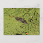 Alligator Postkarte (Vorderseite)