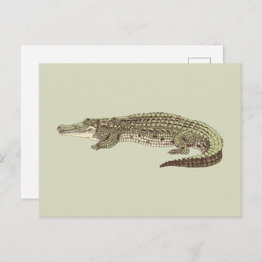 Alligator Postkarte (Vorne/Hinten)
